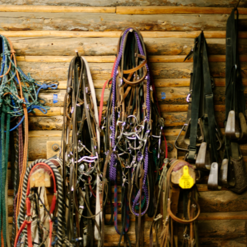 horse's tack and gear haning on a wall