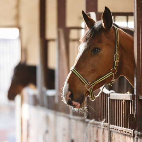 horses in stalls