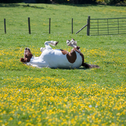 horse rolling on a green pasture